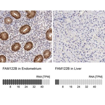 Anti-FAM122B antibody produced in rabbit Prestige Antibodies&#174; Powered by Atlas Antibodies, affinity isolated antibody, buffered aqueous glycerol solution