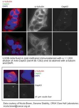 Anti-Cep63 Antibody from rabbit, purified by affinity chromatography