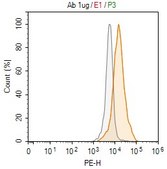 Anti-ATG3 Antibody, clone 3M21 ZooMAb® Rabbit Monoclonal recombinant, expressed in HEK 293 cells