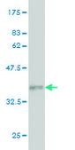 Monoclonal Anti-GDF7, (C-terminal) antibody produced in mouse clone 3C2, purified immunoglobulin, buffered aqueous solution