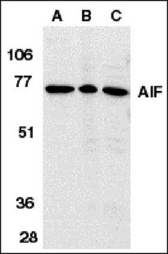 Anti-AIF Antibody, internal domain Chemicon&#174;, from rabbit