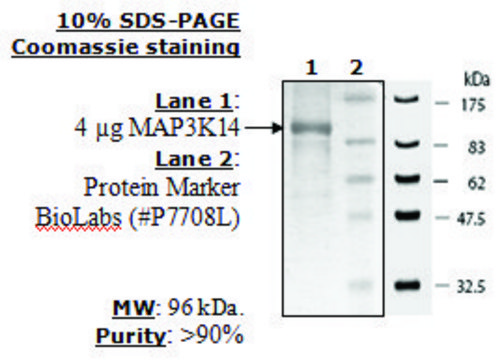 MAP3K14(NIK) Active human recombinant, expressed in baculovirus infected insect cells, &#8805;70% (SDS-PAGE)