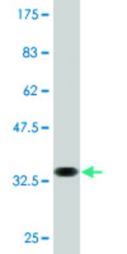 Monoclonal Anti-SLC7A8, (C-terminal) antibody produced in mouse clone 3F10, purified immunoglobulin, buffered aqueous solution