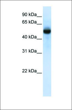 Anti-CXORF34 antibody produced in rabbit affinity isolated antibody