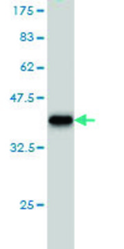 Monoclonal Anti-USP5 antibody produced in mouse clone 2C8, purified immunoglobulin, buffered aqueous solution