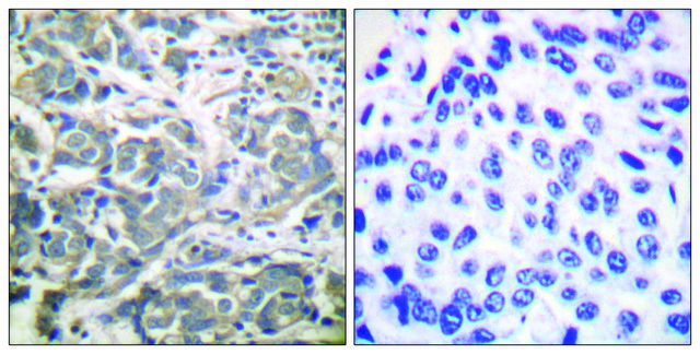 抗 AMPK&#945; 兔抗 affinity isolated antibody