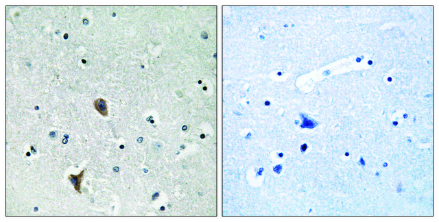 Anti-OXR1 antibody produced in rabbit affinity isolated antibody