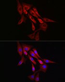 Anti-α-Tubulin Antibody, clone 3P2D9, Rabbit Monoclonal
