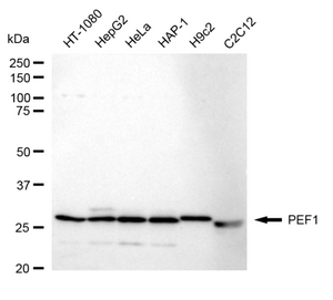 KD-Validated Anti PEF1 Antibody Antibody, clone 24GB1340, Rabbit Monoclonal clone 24GB1340, recombinant rabbit monoclonal, expressed in HEK293 cells