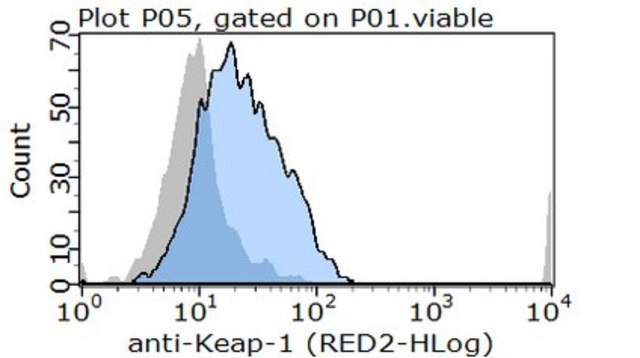 Anti-Keap1 Antibody, clone 144 clone 144, from rat