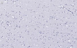 Anti-EEA1 Antibody, clone 1H18 ZooMAb® Rabbit Monoclonal recombinant, expressed in HEK 293 cells