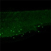 Anti-lcp1 antibody produced in rabbit affinity isolated antibody, buffered aqueous solution