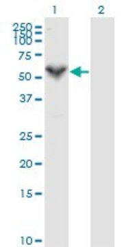 Monoclonal Anti-PRF1, (C-terminal) antibody produced in mouse clone 3B4, purified immunoglobulin, buffered aqueous solution