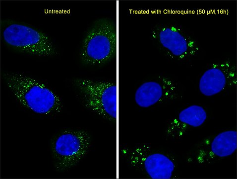 MONOCLONAL ANTI-LC3 (APG8) antibody produced in mouse clone 166AT1234, IgG fraction of antiserum, buffered aqueous solution