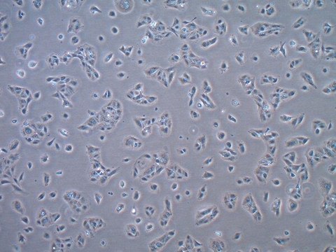 Huh-7.5 Tet-On Human Hepatocellular Carcinoma Cell Line