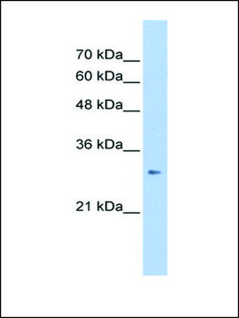 Anti-ING1 antibody produced in rabbit IgG fraction of antiserum