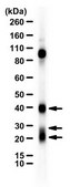 Anti-Cathepsin B from rabbit, purified by affinity chromatography