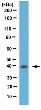 抗磷酸化细胞周期蛋白依赖性激酶7（Thr170）抗体 from rabbit, purified by affinity chromatography