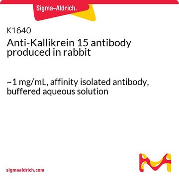 Anti-Kallikrein 15 antibody produced in rabbit ~1&#160;mg/mL, affinity isolated antibody, buffered aqueous solution