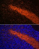 Anti-Myelin Basic Protein antibody produced in rabbit