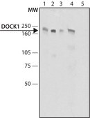 Anti-DOCK1 (C-terminal) antibody produced in rabbit ~1.5 mg/mL, affinity isolated antibody, buffered aqueous solution