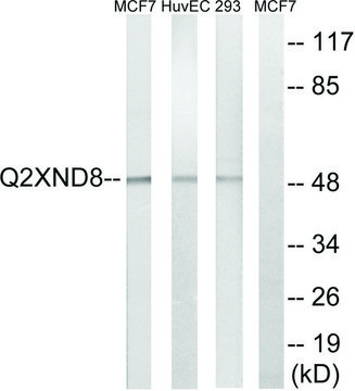 Anti-Cytochrome P450 2D6 antibody produced in rabbit affinity isolated antibody