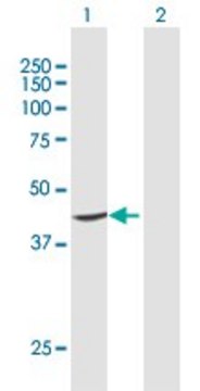 Anti-PTDSS1 antibody produced in rabbit purified immunoglobulin, buffered aqueous solution