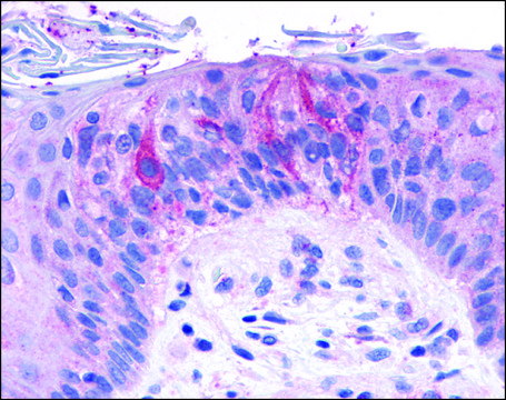 Anti-TAS1R2 antibody produced in rabbit affinity isolated antibody