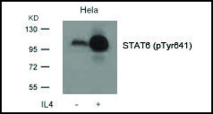 Anti-phospho-STAT6 (pTyr641) antibody produced in rabbit affinity isolated antibody