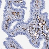 Anti-SDPR antibody produced in rabbit Prestige Antibodies® Powered by Atlas Antibodies, affinity isolated antibody, buffered aqueous glycerol solution