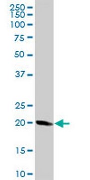 Anti-STMN1 Rabbit pAb liquid, Calbiochem&#174;