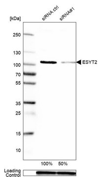 抗-ESYT2 兔抗 Prestige Antibodies&#174; Powered by Atlas Antibodies, affinity isolated antibody, buffered aqueous glycerol solution