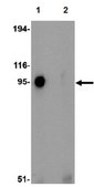 Anti-SYNPO2L Antibody from rabbit, purified by affinity chromatography