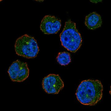 Anti-Cenpj Antibody Produced In Rabbit Prestige Antibodies&#174; Powered by Atlas Antibodies, affinity isolated antibody, buffered aqueous glycerol solution