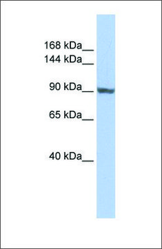 Anti-TNNI3K antibody produced in rabbit affinity isolated antibody