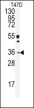 Anti-FN3K (N-term) antibody produced in rabbit IgG fraction of antiserum, buffered aqueous solution