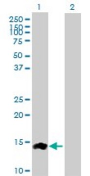 Anti-CCL24 antibody produced in rabbit purified immunoglobulin, buffered aqueous solution