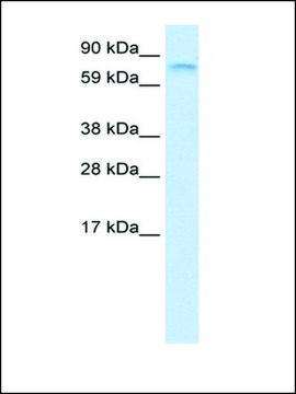 Anti-FUBP1 antibody produced in rabbit IgG fraction of antiserum