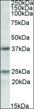 Anti-PDPN antibody produced in goat affinity isolated antibody, buffered aqueous solution