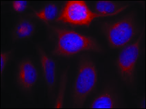 Anti-NOS3 (Ab-1177) antibody produced in rabbit affinity isolated antibody