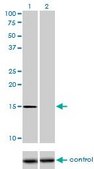 Monoclonal Anti-NXT1 antibody produced in mouse clone 4F11, purified immunoglobulin, buffered aqueous solution
