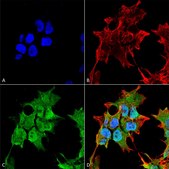 Monoclonal Anti-Git1 - Atto 390 antibody produced in mouse clone S39B-8, purified immunoglobulin