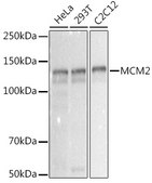 Anti-MCM2 Antibody, clone 0Q10S9, Rabbit Monoclonal
