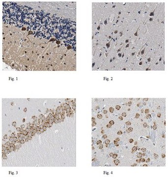 Anti-nNOS/NOS I Antibody 0.5&#160;mg/mL, from rabbit