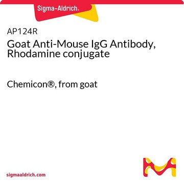 Goat Anti-Mouse IgG Antibody, Rhodamine conjugate Chemicon&#174;, from goat