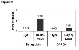 ChIPAb+ Dimethyl-Histone H4 (Arg3) Symmetric - ChIP Validated Antibody and Primer Set from rabbit, purified by affinity chromatography