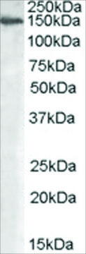 Anti-MAN2A1 antibody produced in goat affinity isolated antibody, buffered aqueous solution