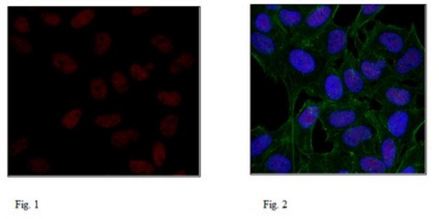 Anti-Histone H3.1 Antibody, clone 1D4F2 clone 1D4F2, 1&#160;mg/mL, from rat