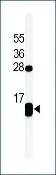 ANTI-PLB-T17 antibody produced in rabbit affinity isolated antibody, buffered aqueous solution