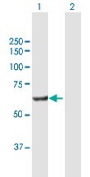 Anti-POLS antibody produced in mouse purified immunoglobulin, buffered aqueous solution